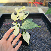 Load image into Gallery viewer, Rhaphidophora Tetrasperma White Monster, Exact Plant Variegated 2.5&quot; Ships Nationwide
