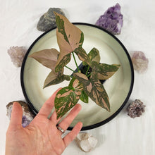 Load image into Gallery viewer, Syngonium Pink Splash Variegated 2.5" pot, Fedex 2day*
