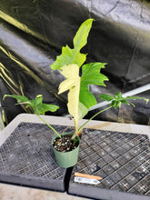 Load image into Gallery viewer, Philodendron Golden Dragon, Exact Plant Variegated Ships Nationwide
