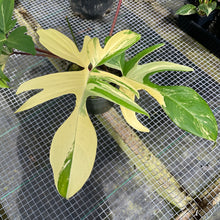 Load image into Gallery viewer, Philodendron Florida Beauty, Exact Plant Variegated
