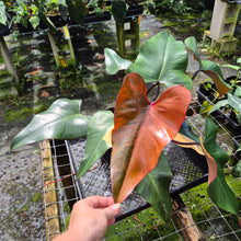 Load image into Gallery viewer, Philodendron Pink Princess Variegated exact plant, Fedex 2day*
