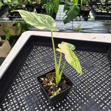 Load image into Gallery viewer, Monstera Deliciosa Green Snow variegated exact plant, Fedex 2day*
