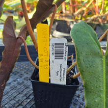 Load image into Gallery viewer, Philodendron Atabapoense Dark Form, Exact Plant Ships Nationwide
