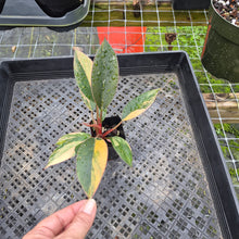 Load image into Gallery viewer, Philodendron Red Congo, Exact Plant Variegated Ships Nationwide
