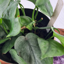 Load image into Gallery viewer, Scindapsus Silver Hero 6&quot; pot, Fedex 2 day*
