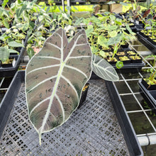 Load image into Gallery viewer, Alocasia Longiloba Grandis x Sanderiana 'Mark Campbell' exact plant, Fedex 2day*
