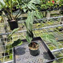 Load image into Gallery viewer, Anthurium Magnificum X Crystalinum AFF noid, exact plant, Fedex 2day*
