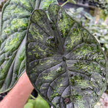 Load image into Gallery viewer, Alocasia Dragon Scale Mint, lower variegation 4" pot, Fedex 2day*
