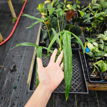 Load image into Gallery viewer, Philodendron Holtonianum, Exact Plant Ships Nationwide
