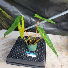 Load image into Gallery viewer, Philodendron Billietiae, Exact Plant Ships Nationwide
