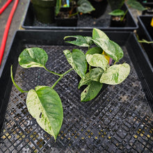 Load image into Gallery viewer, Epipremnum Pinnatum Marble, Exact Plant Variegated triple plant pot Ships Nationwide
