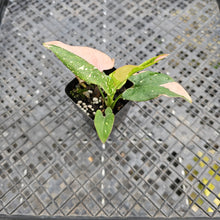 Load image into Gallery viewer, Syngonium Red Spot Tricolor, Exact Plant Variegated Ships Nationwide
