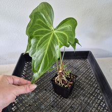 Load image into Gallery viewer, Anthurium Macrolobium exact plant, Fedex 2day*
