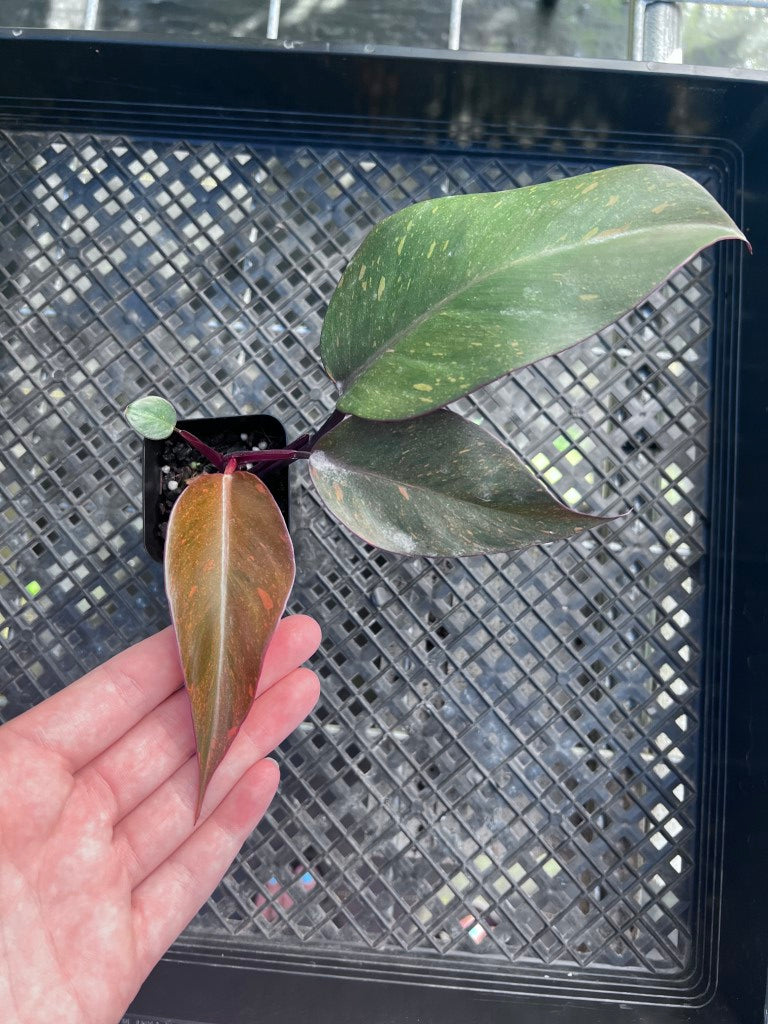 Philodendron Orange Princess, Exact Plant Variegated Ships Nationwide