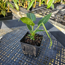 Load image into Gallery viewer, Anthurium Warocqueanum, Queen, Exact Plant Ships Nationwide
