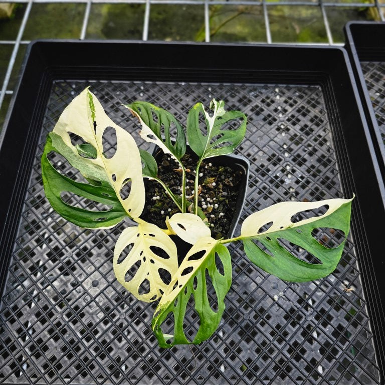 Monstera Adansonii Laniata Albo, Exact Plant Variegated Double plant