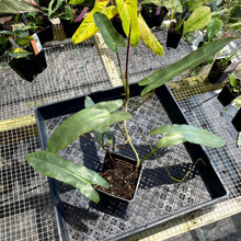 Load image into Gallery viewer, Philodendron Atabapoense, Exact Plant Ships Nationwide
