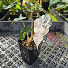 Load image into Gallery viewer, Alocasia polly snowflake pink variegated, Exact Plant Ships Nationwide.
