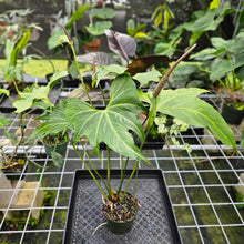 Load image into Gallery viewer, Anthurium Macrolobium, Exact Plant flowering XL
