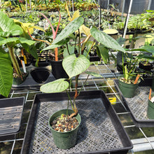 Load image into Gallery viewer, Philodendron Sodiroi True Form exact plant, Fedex 2day*
