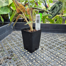 Load image into Gallery viewer, Alocasia Bambino, Exact Plant Variegated Ships Nationwide
