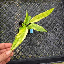 Load image into Gallery viewer, Anthurium Vittarifolium , Exact Plant Variegated Ships Nationwide
