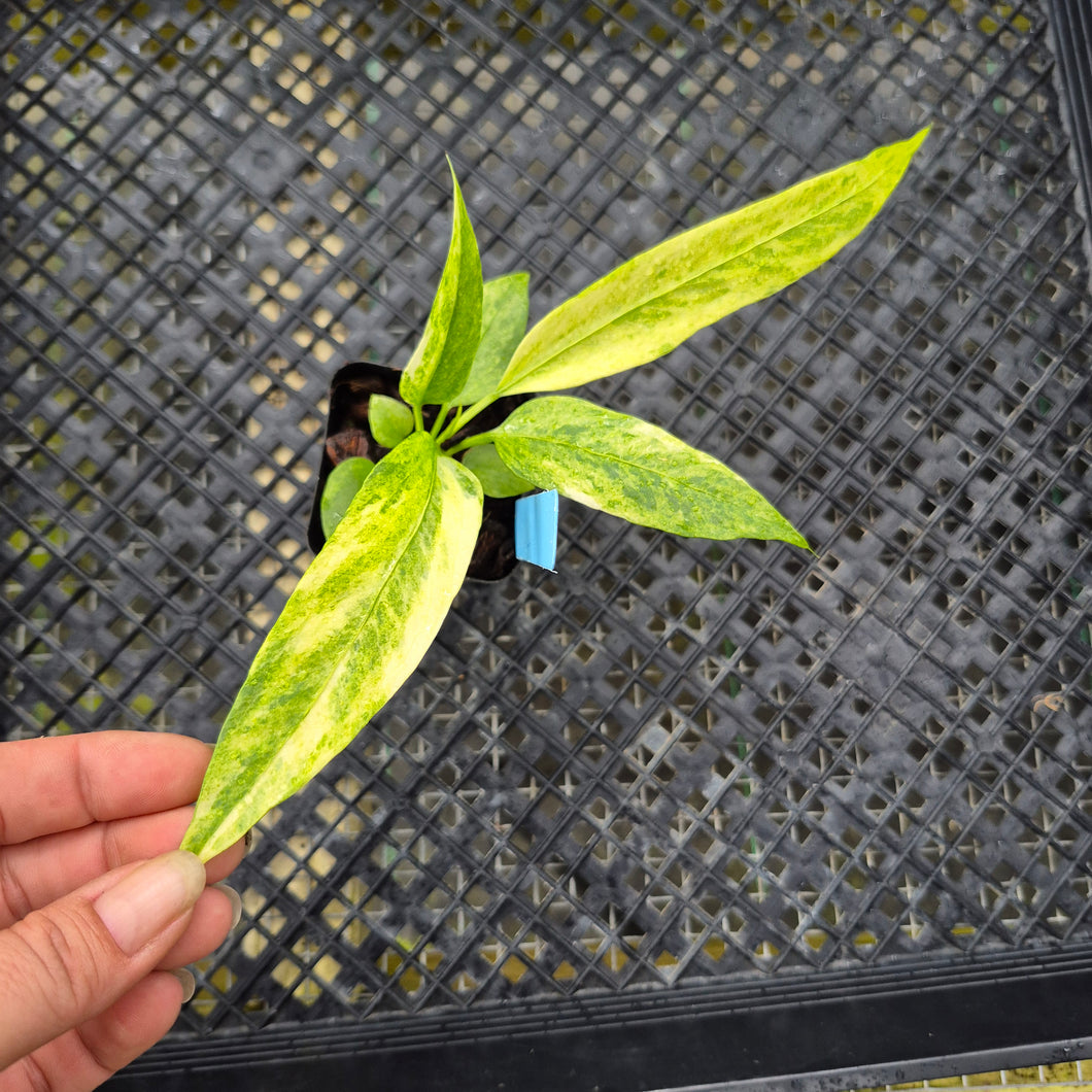 Anthurium Vittarifolium , Exact Plant Variegated Ships Nationwide