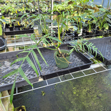 Load image into Gallery viewer, Philodendron Polypodoides exact plant, Fedex 2day*
