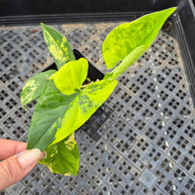 Load image into Gallery viewer, Syngonium Aurea, Exact Plant Variegated Ships Nationwide
