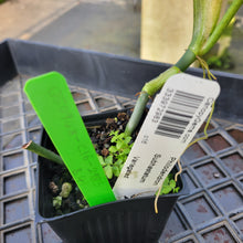 Load image into Gallery viewer, Philodendron Subhastatum, Exact Plant Variegated Ships Nationwide
