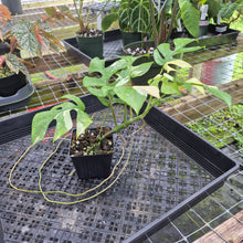 Load image into Gallery viewer, Rhaphidophora Tetrasperma Albo, Exact Plant Variegated Ships Nationwide

