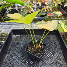 Load image into Gallery viewer, Anthurium Pterodactyl Variegated, Exact Plant Ships Nationwide
