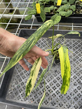 Load image into Gallery viewer, Philodendron Holtonianum Variegated exact plant, Fedex 2day*
