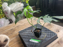 Load image into Gallery viewer, Monstera Sierrana Hawaii Clone, Exact Plant Ships Nationwide
