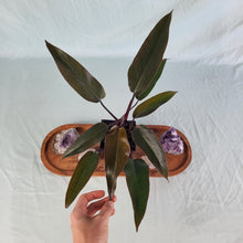 Load image into Gallery viewer, Philodendron Majesty, Exact Plant
