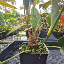 Load image into Gallery viewer, Anthurium Scherzerianum &quot;Pig Tail&quot;, Exact Plant Ships Nationwide
