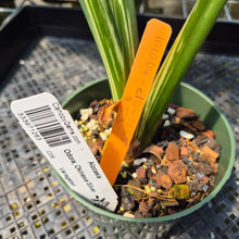 Load image into Gallery viewer, Alocasia Odora, Okinawa Silver Variegated exact plant, Fedex 2day*
