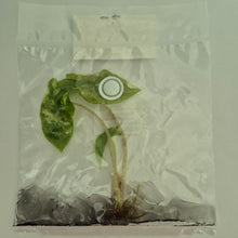 Load image into Gallery viewer, Alocasia Pseudo Sanderiana Pink variegated tissue culture 2DayAir
