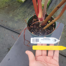 Load image into Gallery viewer, Philodendron Orange Marmalade, Exact Plant Ships Nationwide
