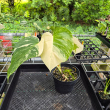 Load image into Gallery viewer, Monstera Borsigiana Albo Deliciosa, Exact Plant Variegated Ships Nationwide
