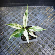 Load image into Gallery viewer, Spathiphylum Peace Lily City of Angels, Exact Plant Variegated
