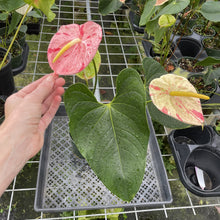 Load image into Gallery viewer, Anthurium Shibori Variegated exact plant, Fedex 2day*
