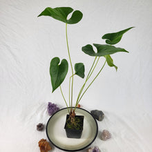 Load image into Gallery viewer, Anthurium Decipiens, Exact Plant double plant
