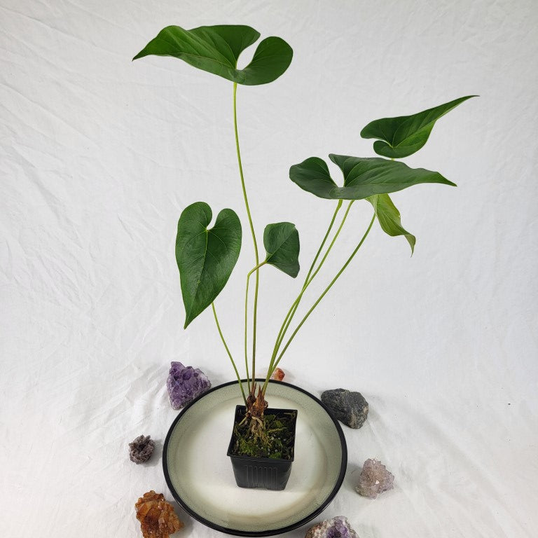 Anthurium Decipiens, Exact Plant double plant