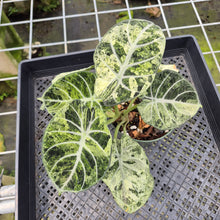 Load image into Gallery viewer, Alocasia Ninja Tricolor Splash, Black Velvet Variegated exact plant, Fedex 2day*
