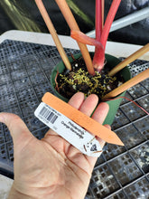 Load image into Gallery viewer, Philodendron Orange Marmalade, Exact Plant Ships Nationwide
