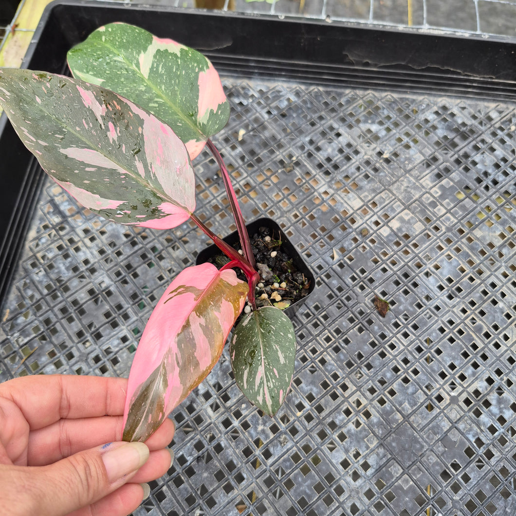 Philodendron Pink Princess Galaxy, Exact Plant Variegated Ships Nationwide