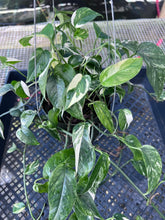 Load image into Gallery viewer, Epipremnum Pinnatum Albo, Exact Plant Variegated Ships Nationwide
