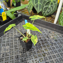 Load image into Gallery viewer, Alocasia sarian aurea, Exact Plant Ships Nationwide.
