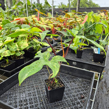 Load image into Gallery viewer, Philodendron Florida Beauty, Exact Plant Variegated Ships Nationwide
